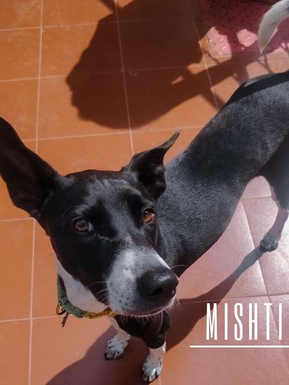 Aditi - In-Home Pet Sitting Meet the Whole Gang photo 38