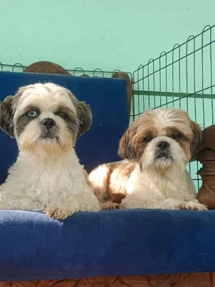 The little bosses. These two Shih Tzus run the show from their throne.