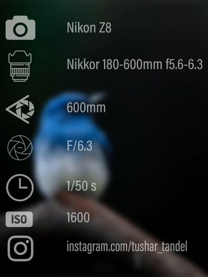 Avian Portraits: The Birds of India photo 46