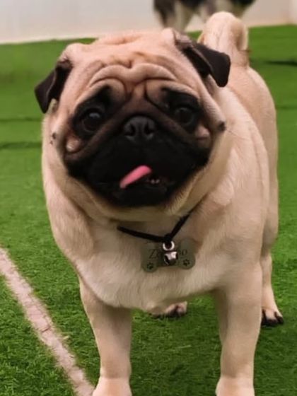 A happy Pug on the turf. They might be small, but they have big personalities.