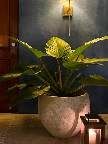 The 'Bulat' planter in a cloudy white finish brings a soft, modern touch to this cozy, well-lit corner in a client's home.