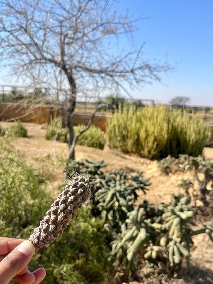 YogaByShi - Sustainable Home Gardening Gardening Inspiration from My Travels photo 5