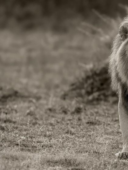 This composition focuses on the lion's powerful gaze and confident stride, creating a dynamic and engaging portrait.