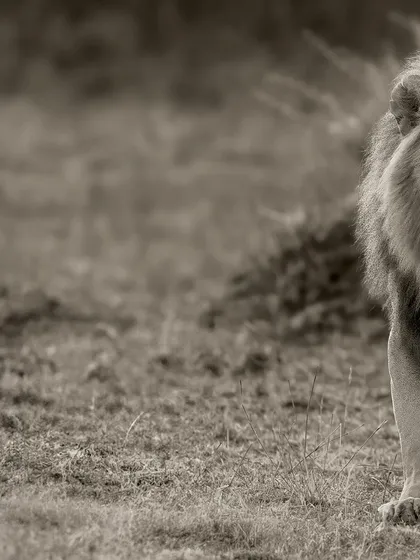 This gallery further explores the power of monochrome. Each image uses the absence of color to highlight different elements: the raw emotion of a hunt, the quiet dignity of a portrait, or the dramatic textures of the wild.