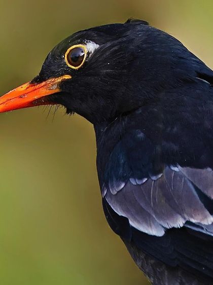 A sharp portrait of a male Gray-winged Blackbird. The focus on its head reveals the bright yellow eye-ring and orange beak, which stand out against its deep black plumage.
