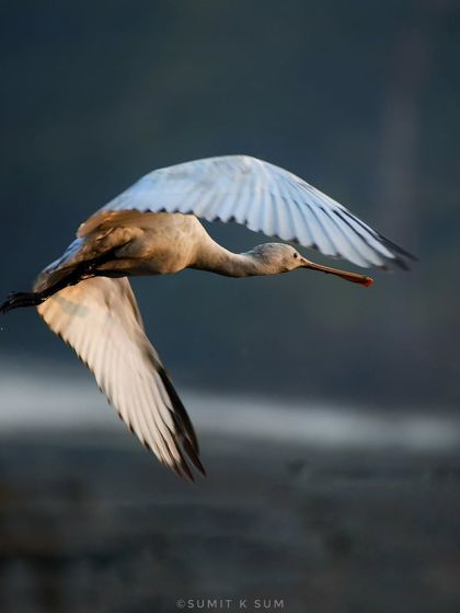 A Eurasian Spoonbill showing its incredible flight maneuverability, its wings catching the golden morning light.