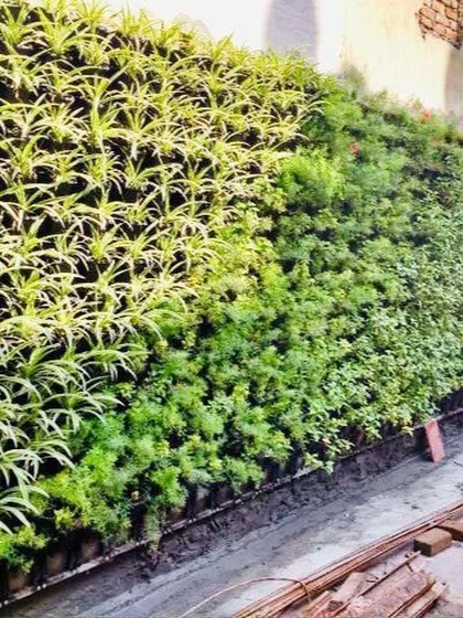 An example of a newly installed outdoor vertical garden. The design features a mix of spider plants and other hardy species, chosen for their ability to thrive in outdoor conditions and create a dense, textured green wall over time.