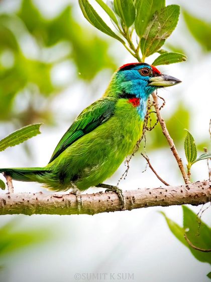 A full-body shot of the Blue-throated Barbet, showing its stocky build and vibrant green plumage.