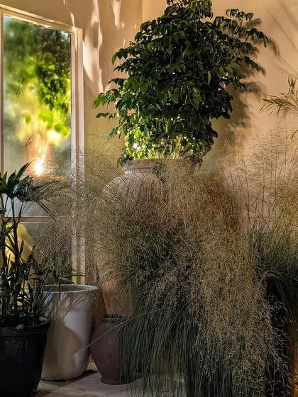 For designer Anita Dongre's 'Vaana' collection preview, we brought an enchanting forest to life inside a studio. We used soft, wispy grasses and layered greenery, playing with light and shadow to create a dreamy, ethereal atmosphere that perfectly complemented the fashion collection.