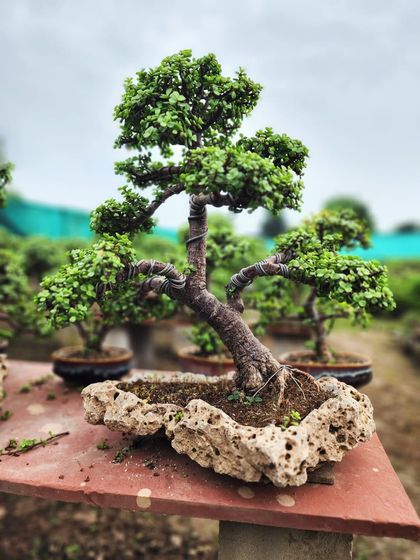 Delhi Gardner - Full-Service Landscaping Our Bonsai Collection photo 5