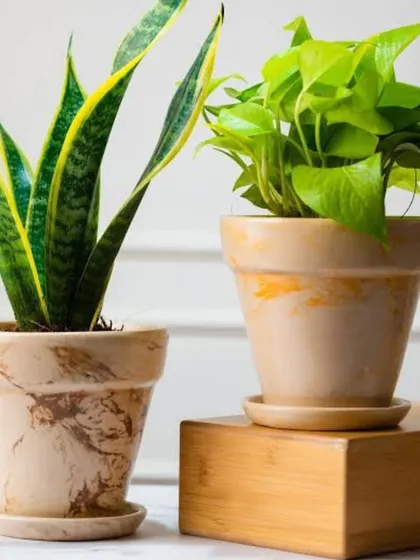 A Snake Plant and a Golden Pothos in beautiful marbled ceramic pots. These decorative planters elevate the plants and turn them into high-end decor pieces.