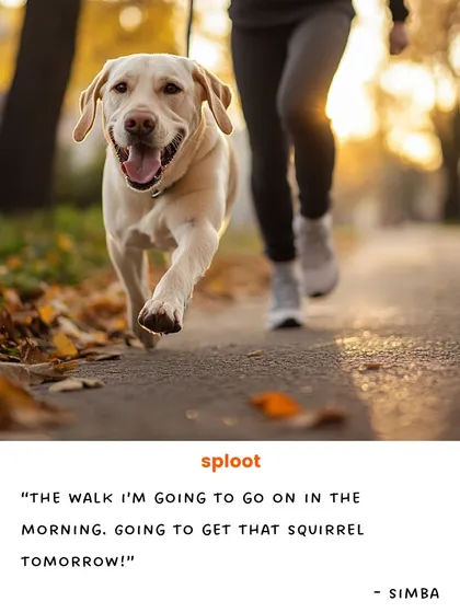 Simba the Labrador dreams of the morning walk and finally catching that squirrel. Tomorrow is the day, Simba!