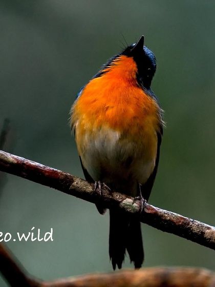 A front-on view of the Tickell's Blue Flycatcher, showing off its fluffy orange chest. It looks so curious, tilting its head up to the sky.