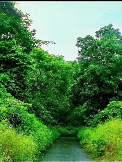 The same road is now enveloped by a sea of green. The monsoon has transformed the scene into a lush corridor, teeming with life.