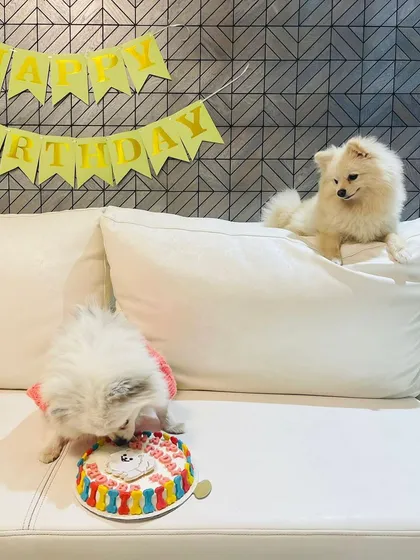 It's a Pomeranian party. Phoebe celebrates her 2nd birthday while her sibling looks on, waiting for their turn to taste the cake.