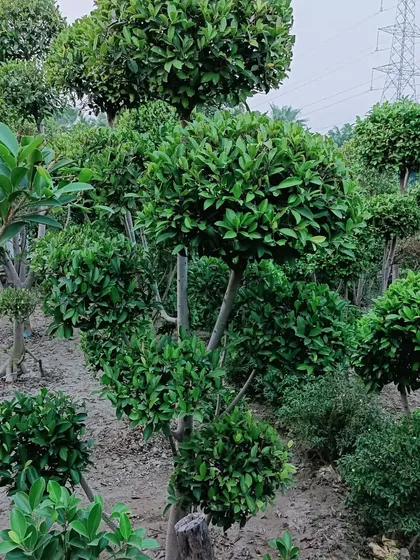 More examples of our ficus topiary work. These plants are carefully pruned to maintain their spherical shape, showcasing our ongoing plant care and maintenance skills.