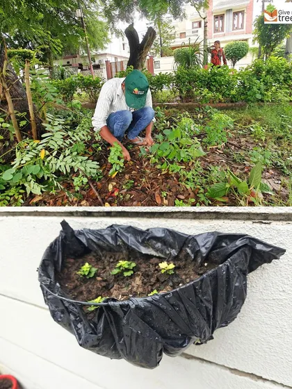 A worker tends to a patch of land where rescued saplings are being planted. Even small, seemingly insignificant plants are given a chance to grow in our nurseries.