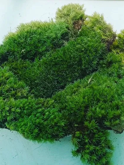 A close-up of our high-quality live moss. It's perfect for creating mossariums or adding a natural touch to your plant arrangements. We offer safe delivery all over India.