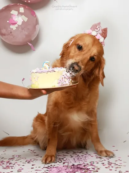 There's nothing quite like a birthday cake smash! This sweet golden retriever is celebrating her fifth birthday by diving face-first into a delicious, dog-friendly cake. I love capturing these messy, joyful, and unforgettable milestone moments.