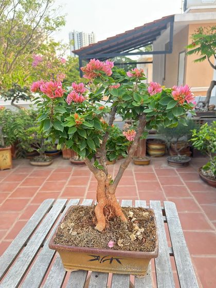 A beautiful pink Bougainvillea bonsai, its branches reaching upwards as if celebrating the sun. This tree has been shaped to encourage a full, balanced canopy of flowers.