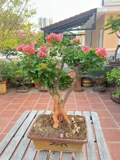 A beautiful pink Bougainvillea bonsai, its branches reaching upwards as if celebrating the sun. This tree has been shaped to encourage a full, balanced canopy of flowers.
