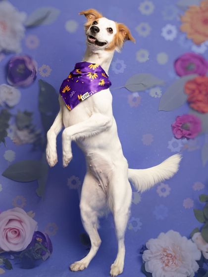 WoofWoof Stories - Commercial Pet Photography Pet Apparel & Accessories photo 14