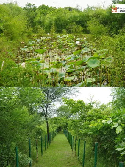 A collage showing the lushness of our Sector 150 site in Noida. The lotus pond and the green, shaded pathways are a testament to how quickly a neglected area can be turned into a biodiverse sanctuary.