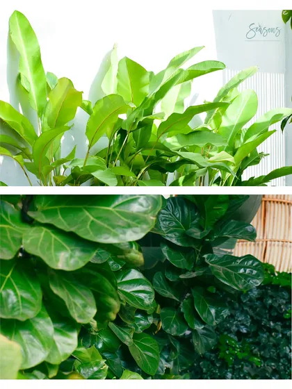 A diptych showing close-ups of a Bird of Paradise and a Fiddle Leaf Fig. This highlights the different textures and shapes of the leaves we use in our designs, showcasing the diversity of our plant palette.