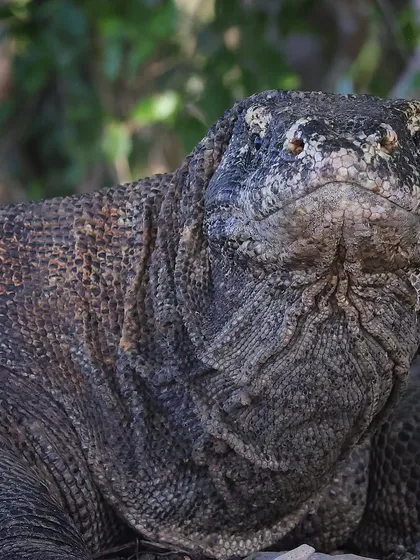 If looks could kill. This is the intense, prehistoric gaze of a Komodo Dragon, a species found only on a few islands in Indonesia. Getting this close to the world's largest lizard required patience and a steady hand, but the resulting portrait was worth every second.
