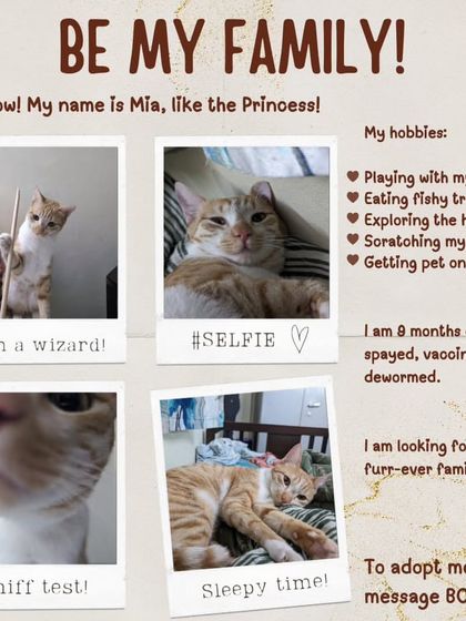 This is Mia, an 8-month-old ginger princess who is spayed, vaccinated, and dewormed. Her hobbies include eating fishy treats, exploring, and getting chin pets.