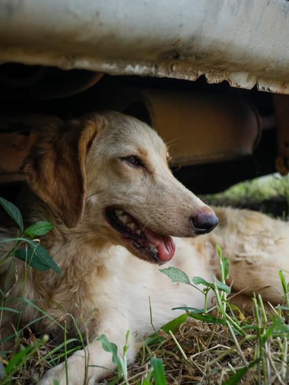 Another shot of Tara seeking shade. She is a gentle soul waiting for a family.