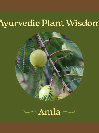 Discover the benefits of Amla, or Indian gooseberry, a fruit treasured in Ayurveda for its rejuvenating properties. We show you how to use it in everything from chutneys to hair oil.