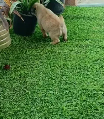 A candid shot of a Pug puppy on an adventure in the garden. Their curious and playful nature makes them a delight to be around.