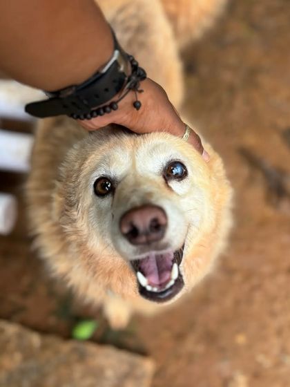 Cupa - Pet Adoption, Fostering & Sponsorship The Golden Years: Our Senior & Special Needs Animals photo 17