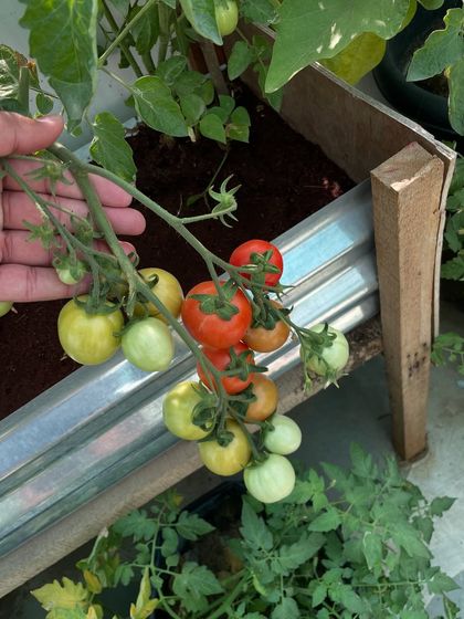 A vine of cherry tomatoes ripening in my DIY raised bed. You can see them changing from green to orange to red. It's a beautiful process to watch.