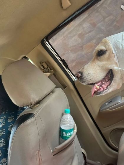 This brave girl is all smiles on her way to the vet after being injured. Her positive spirit is a reminder of how resilient animals are.
