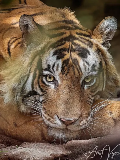 An intense, close-up gaze. By filling the frame with the tiger's face, we create a powerful connection with the viewer, making them feel the presence of the animal.