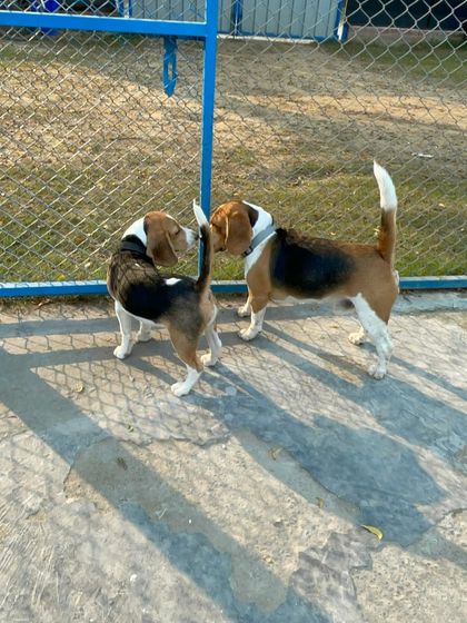 Two Beagles meeting for the first time. This simple sniff is how friendships begin at our facility.