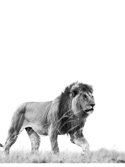 Scars make the man, and they certainly make the lion. In black and white, the scars on this male's face are not just marks; they are stories of battles fought and won, a map of a life lived on the edge.