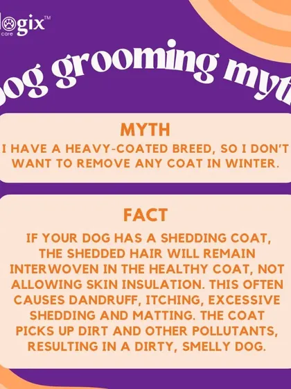 A common dog grooming myth is that heavy-coated breeds don't need coat removal in winter. In fact, removing shed hair is crucial for proper skin insulation.