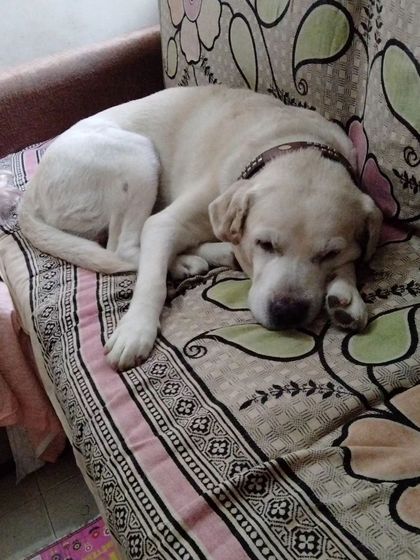 This sweet Labrador found a comfy spot on the couch for a deep sleep. A tired dog is a happy dog.