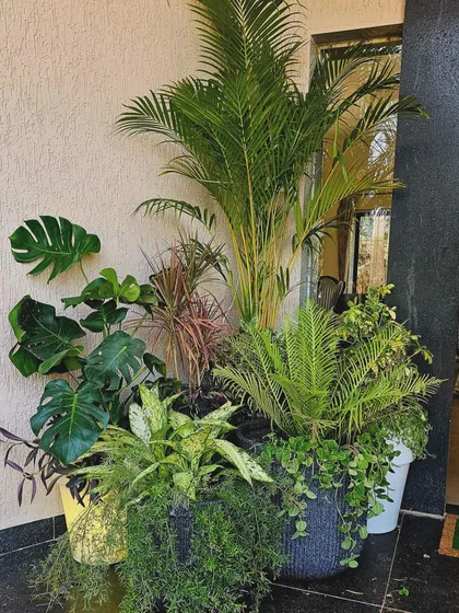 Here is the same Lonavala bungalow entrance during the day. You can clearly see the variety of foliage textures, from the large Monstera leaves to the delicate ferns, all arranged to create a full, vibrant look.