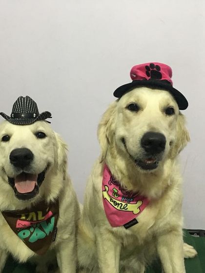 Deepthi - Dog Training & Behavior Modification Just for Fun: The Life of a Happy Dog photo 3