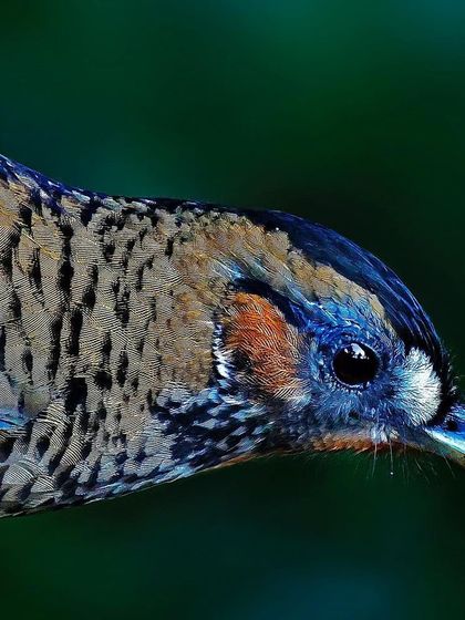 A detailed close-up of a Rufous-chinned Laughingthrush. The intricate black speckling on its breast and the subtle blue coloration around its eye are captured with stunning clarity.