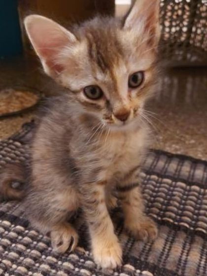 This little grey tabby girl is just over 1 month old. She is cheerful, curious, and looking for her forever home in Bangalore.