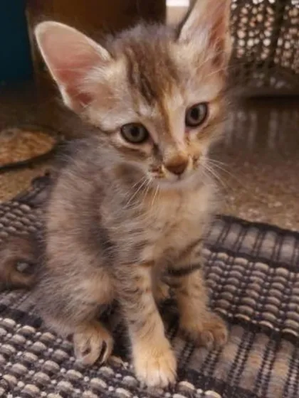 The grey tabby sister, just over a month old, sitting on a mat and looking curious. Both are cheerful and love human company.