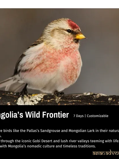 A Common Redpoll, a bird of the northern latitudes, featured on our Mongolia tour poster. Our 7-day customizable tour explores the Gobi Desert and lush river valleys.