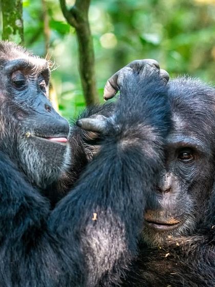 African Journeys: Savannahs, Jungles, and Great Apes photo 4