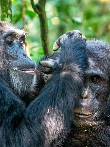 A moment of gentle grooming between two chimpanzees in Kibale National Park, Uganda. This social bonding is a cornerstone of their society and highlights their complex emotional lives, which are so similar to our own.