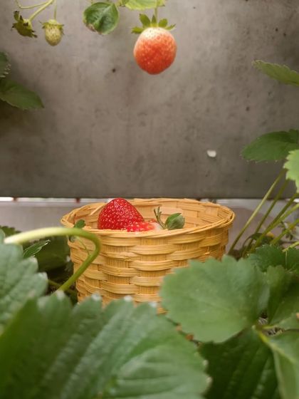 The first pick of the season. There's a special kind of satisfaction in harvesting the first ripe strawberry.